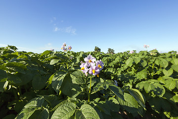 Image showing Field with potato  