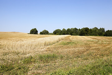 Image showing band with wheat  