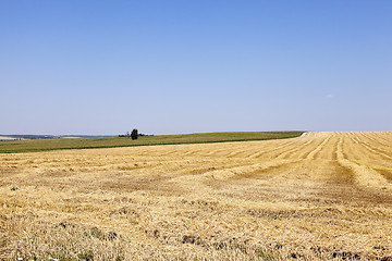 Image showing farm field cereals  