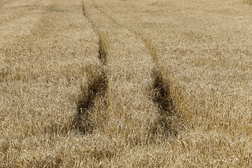 Image showing Field of cereal in the summer  