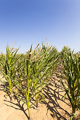 Image showing unripe green corn  