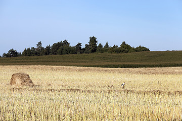 Image showing wheat field, tree  