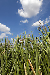 Image showing Corn field, summer time 