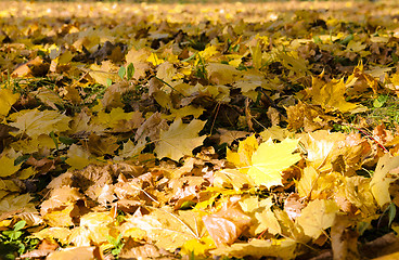 Image showing fallen leaves of trees close-up 