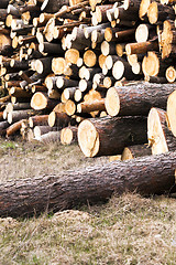 Image showing logging, conifer tree