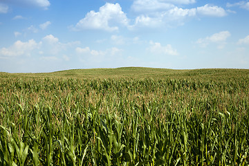 Image showing Corn field, summer  