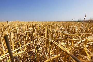 Image showing farm field cereals  