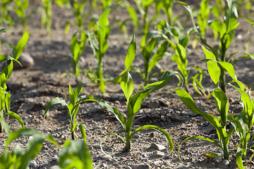 Image showing Field with corn 