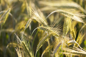 Image showing green cereals, close-up  