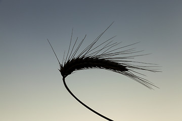 Image showing Spike rye at sunset  