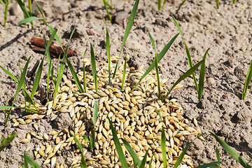 Image showing little sprout Cereal  