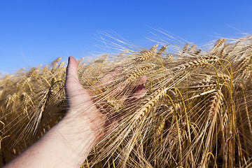 Image showing farm field cereals  