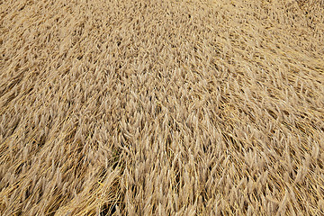 Image showing farm field cereals  