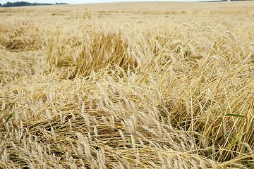 Image showing destroyed by the storm wheat  