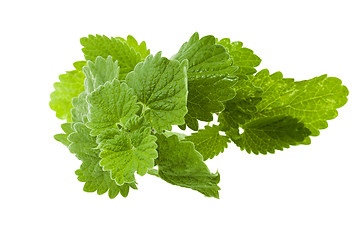 Image showing lemon balm, isolated  