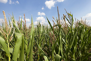 Image showing corn field, agriculture 