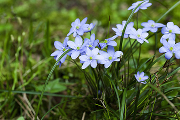 Image showing spring flowers , forest