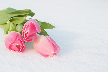 Image showing Spring card with tulips in the snow