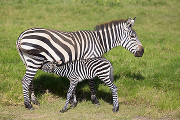Image showing Mother nursing foal zebra, Equus quagga.