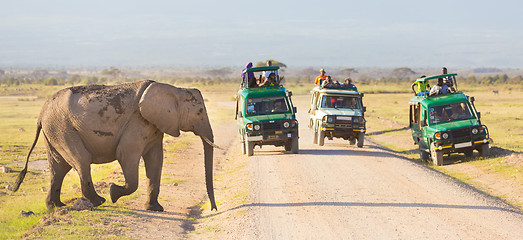 Image showing Elephantt crossing dirt roadi in Amboseli, Kenya.