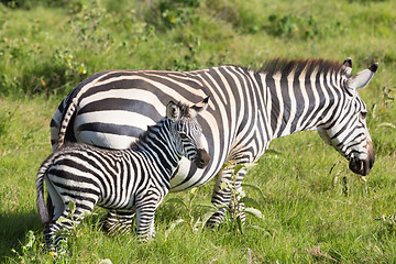 Image showing Mother and foal zebra, Equus quagga.