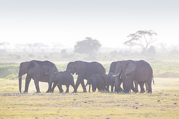 Image showing Herd of elephants in Amboseli National park Kenya