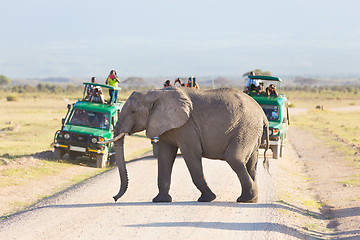 Image showing Elephantt crossing dirt roadi in Amboseli, Kenya.