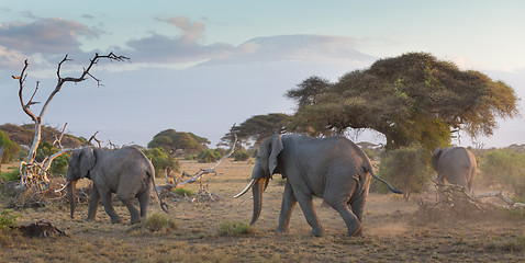 Image showing Elephants in front of Kilimanjaro, Amboseli, Kenya