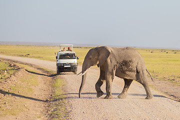 Image showing Elephantt crossing dirt roadi in Amboseli, Kenya.