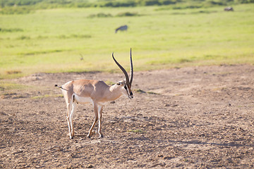 Image showing Grant\'s gazelle -  Nanger granti.