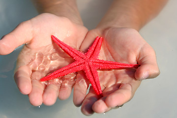 Image showing Starfish