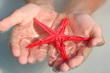 Image showing Starfish