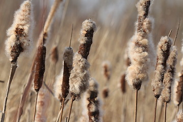 Image showing   Dried Cattail