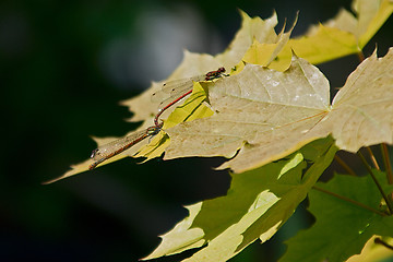 Image showing Red Damselfly