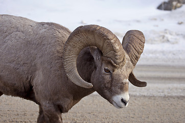 Image showing Big Horn Sheep