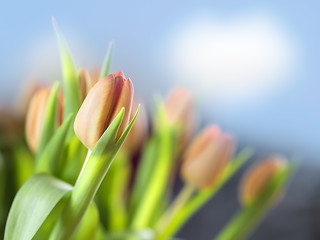 Image showing Bunch tulips