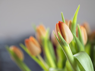 Image showing Bunch tulips