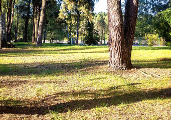 Image showing Forest landscape on a Sunny day.