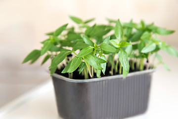 Image showing Seedlings of sweet pepper in the container of land.