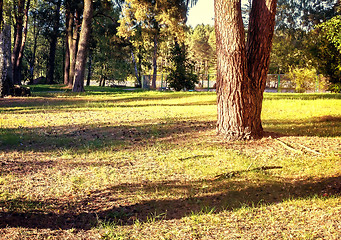 Image showing Forest landscape on a Sunny day.