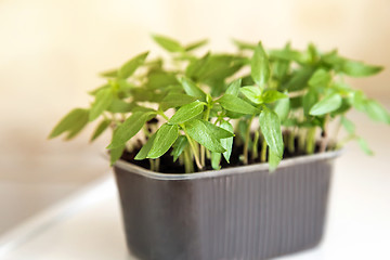 Image showing Seedlings of sweet pepper in the container of land.