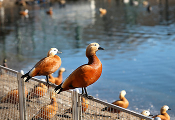 Image showing Beautiful large duck