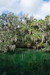 Image showing West Indian Manatee, Blue Spring, Florida, USA