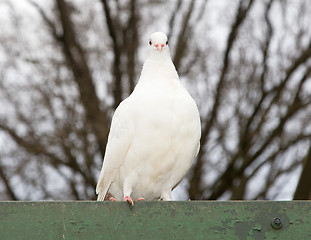 Image showing White release dove