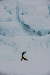 Image showing Adelie Penguin on an Iceberg