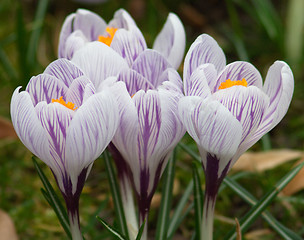 Image showing crocus