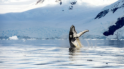 Image showing Hampback whale breaching jumping  