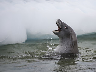 Image showing Crabeater seals in the water