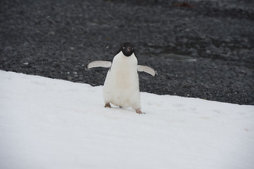 Image showing Adelie Penguin on an Iceberg