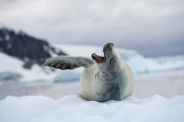 Image showing Crabeater seals on the ice.